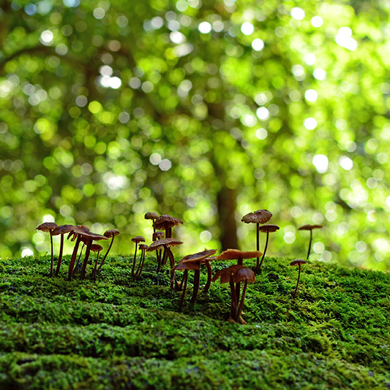 Pilze wachsen auf einem Waldboden