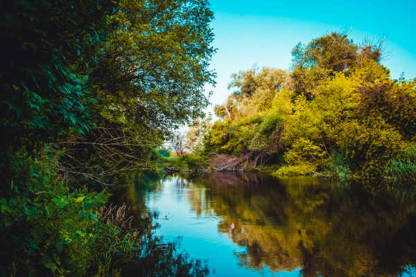 Landschaft Donau-Auen