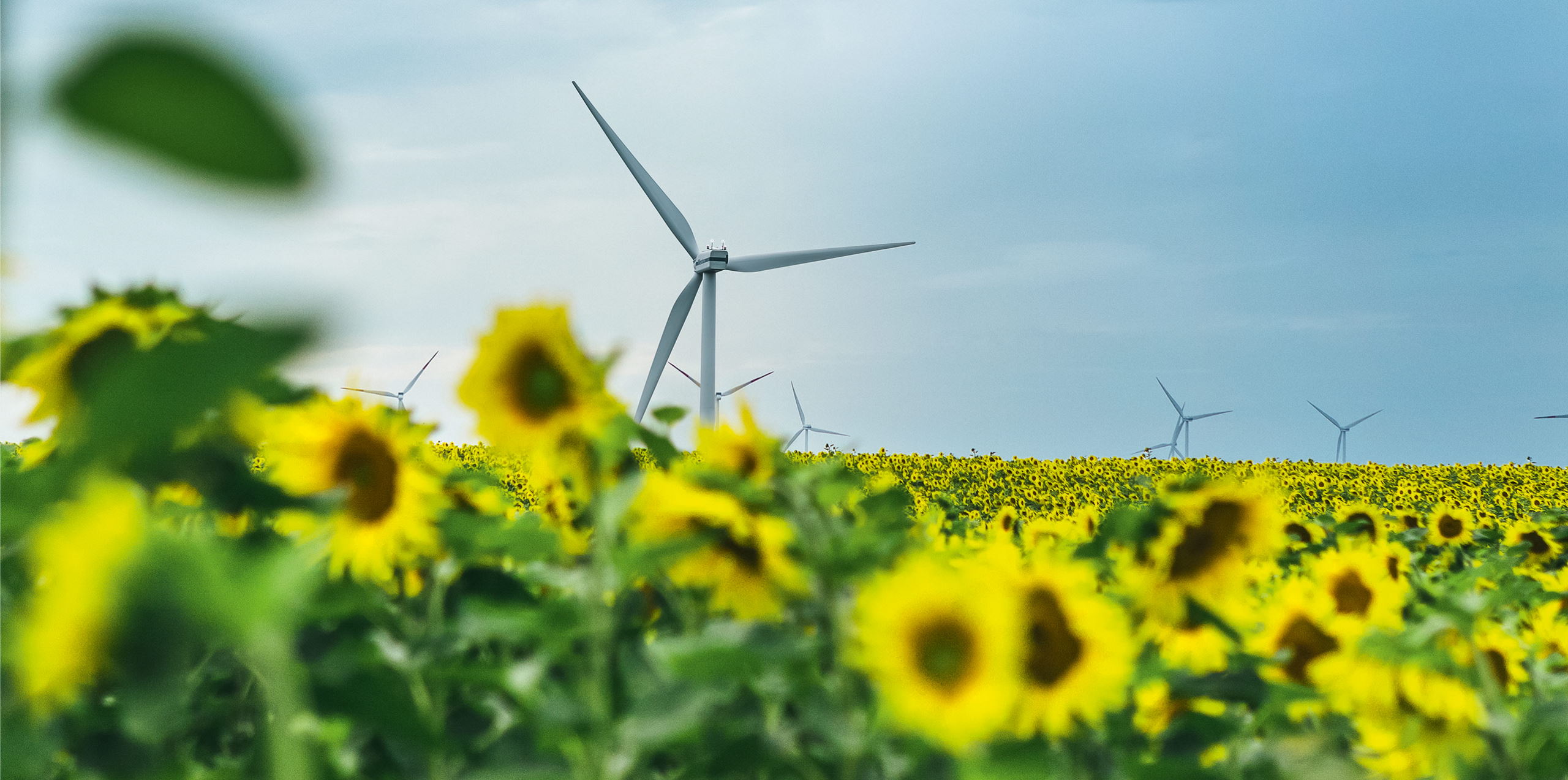 A field of sunflowers, in the background is a wind turbine