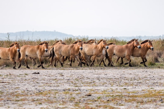 Przewalski Pferde in den Nationalparks