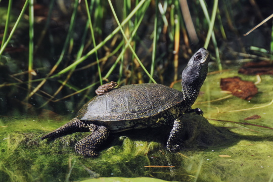 Nationalpark Donau-Auen Sumpfschildkröte
