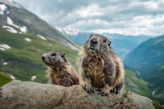 Nationalpark Hohe Taurn Murmeltier