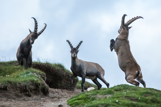 Nationalpark Hohe Tauern Steinbock