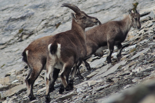 Nationalpark Hohe Tauern Steinwild