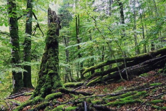 Nationalpark Kalkalpen Buchenurwald Hetzschlucht