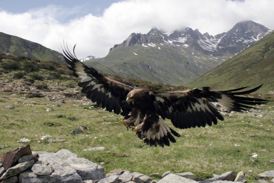 Nationalpark Hohe Tauern Steinadler