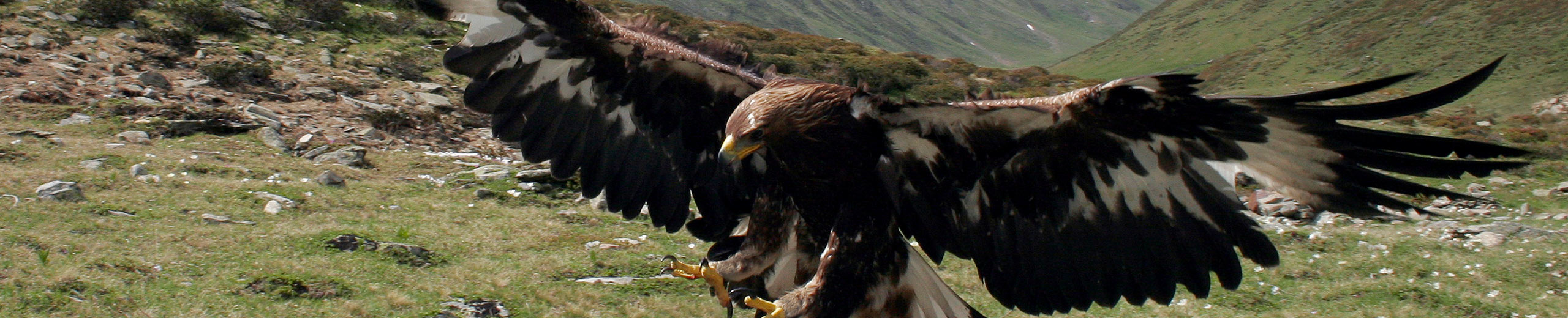 Nationalpark Hohe Tauern Steinadler