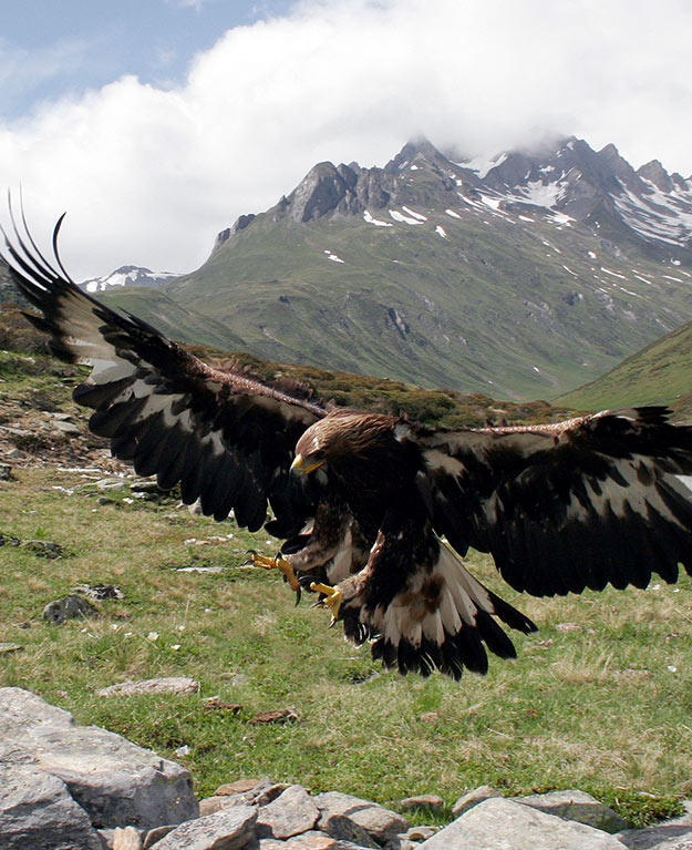 Nationalpark Hohe Tauern Steinadler