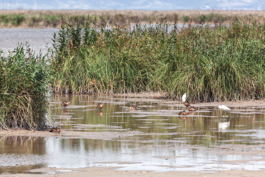 Nationalpark Neusiedlersee Schilf