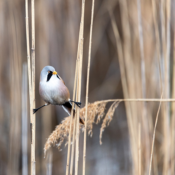 Ein Vogel im NP Neusiedler See