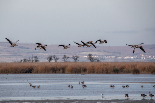 Nationalpark Neusiedlersee Graugaense