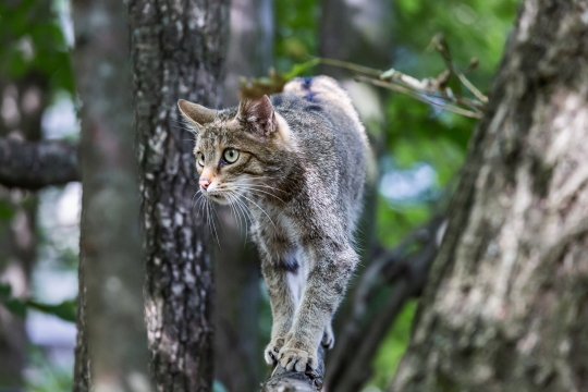 Nationalpark Thayatal Wildkatze