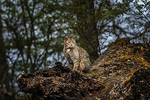 Nationalpark Thayatal Wildkatzen