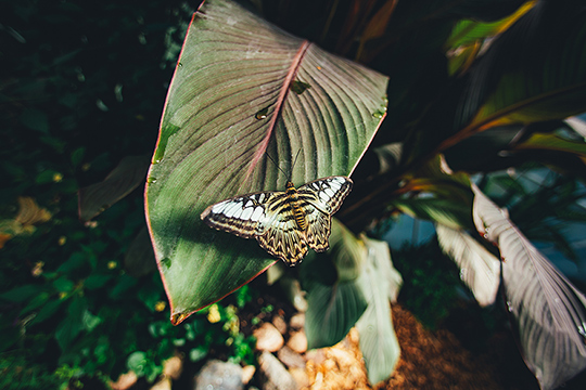 Butterfly on a leaf