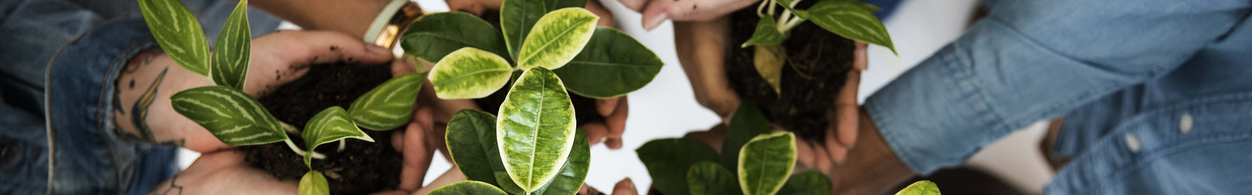 Persons holding different plants